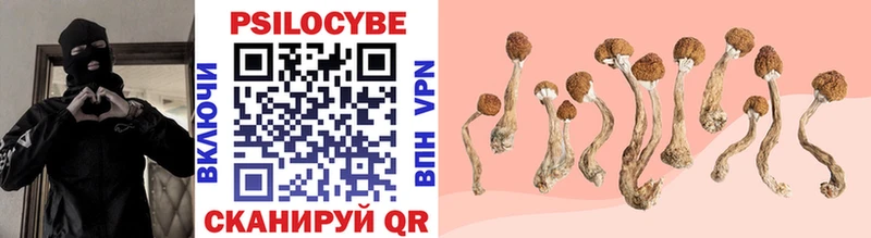Галлюциногенные грибы Psilocybine cubensis  Темников 